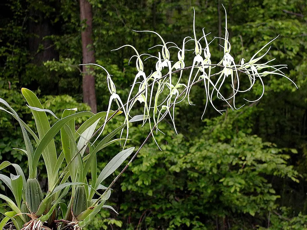 Brassia verrugosa