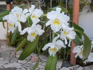 Super consejos para cultivar mejor tus orquídeas