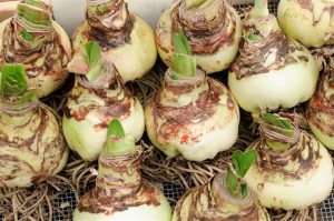 Aprenda a cultivar bulbos