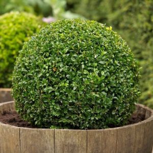 Cómo recuperar la planta Buxinho (Buxus sempervirens)
