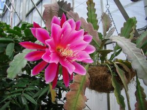 Aprende a cuidar bien tus plantas de invierno