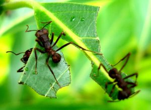 Cómo eliminar las hormigas en las plantas