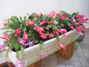 Cómo cuidar Flor-de-Maio y obtener hermosas flores