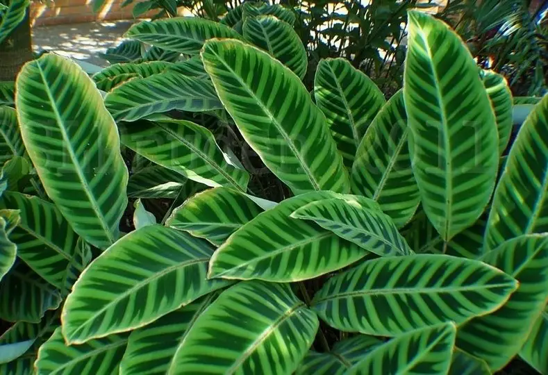 Calathea zebrine. Calathea zebrine.