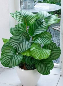 Como cuidar da Maranta e da Calathea