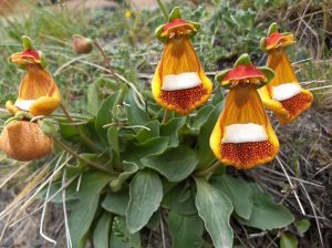 Características y cultivo de la Flor de Muñeca (Calceolária uniflora)