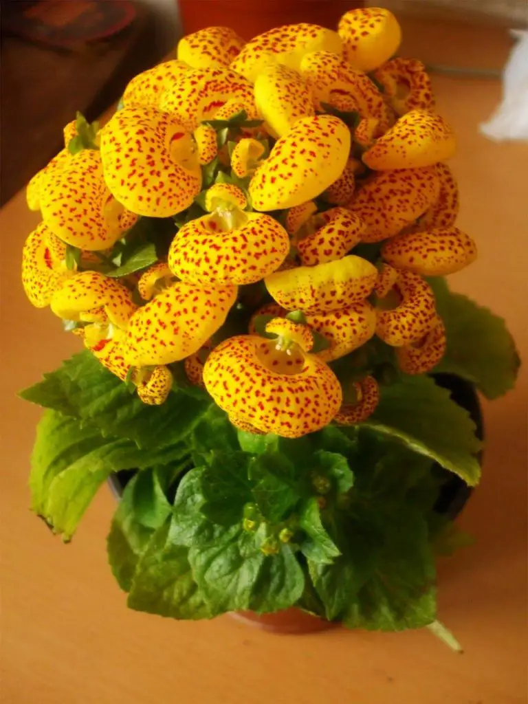 Calceolaria-x-herbeohybrida-amarillo