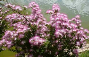 Características y cultivo de Caliandra (Calliandra tweedii)