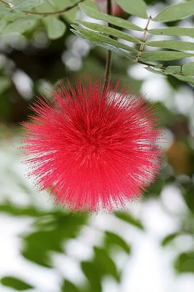 Calliandra-confundida