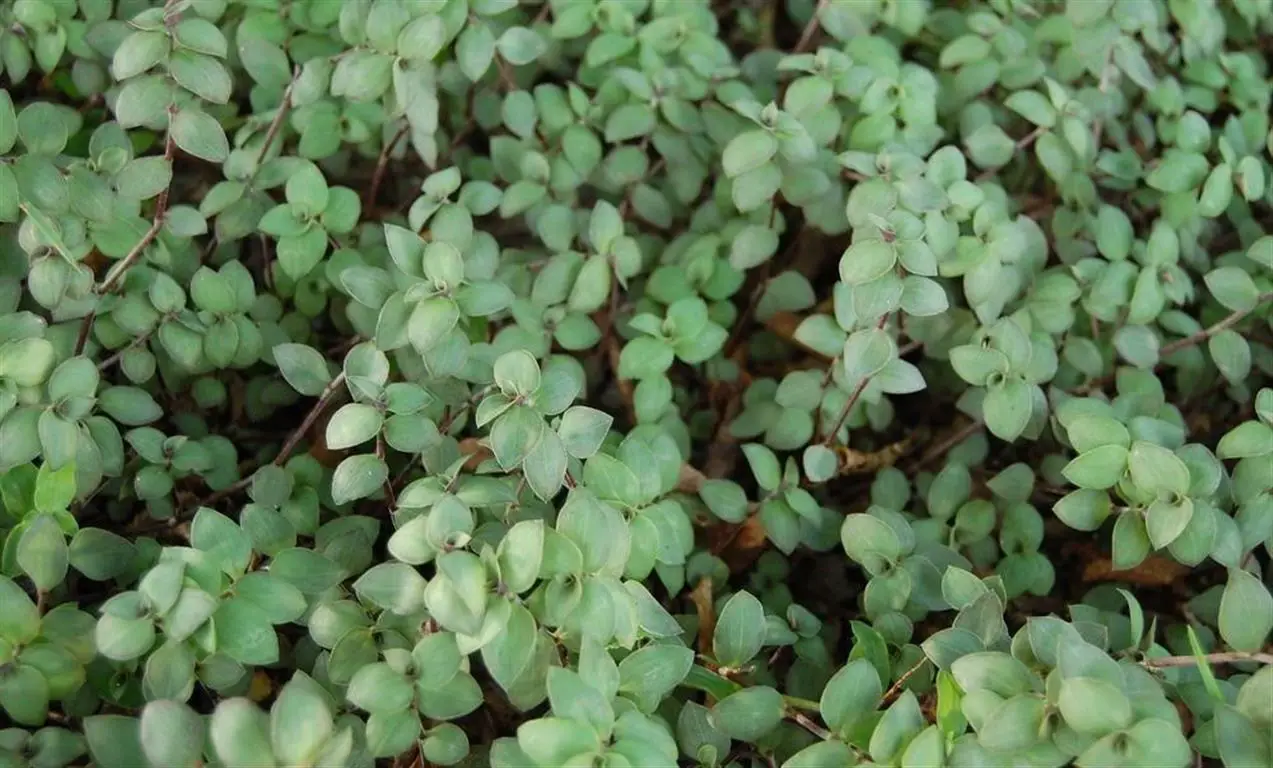 callisia repens callisia repens