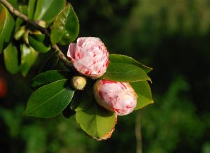Características de la camelia (Camellia japônica)