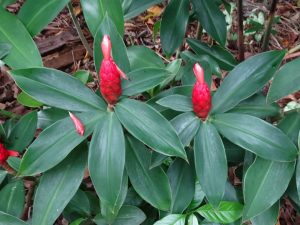 Características de Caatinga (Costus Spiralis)