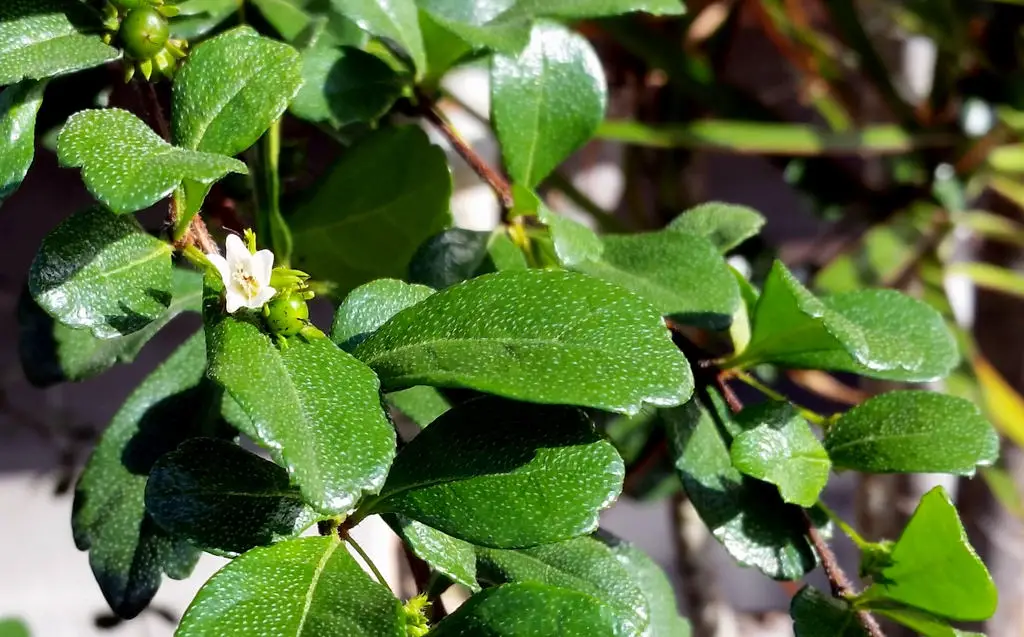 Carmona-retusa Carmona-retusa