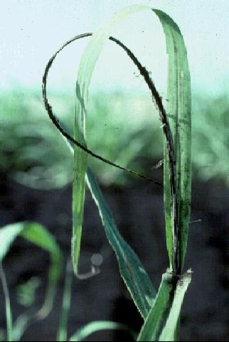 Carbón - Ustilago_scitaminea