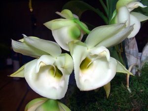 Todo sobre la orquídea Catasetum