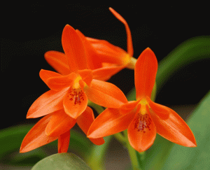 Consejos sobre cómo plantar orquídeas en carbón