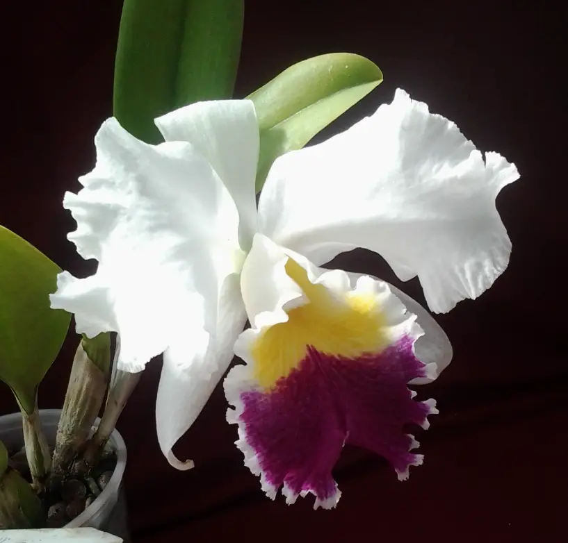 Cattleya chocoensis