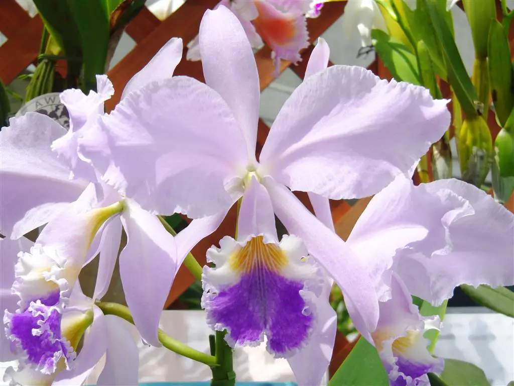 Forma coerule de Cattleya warneri 