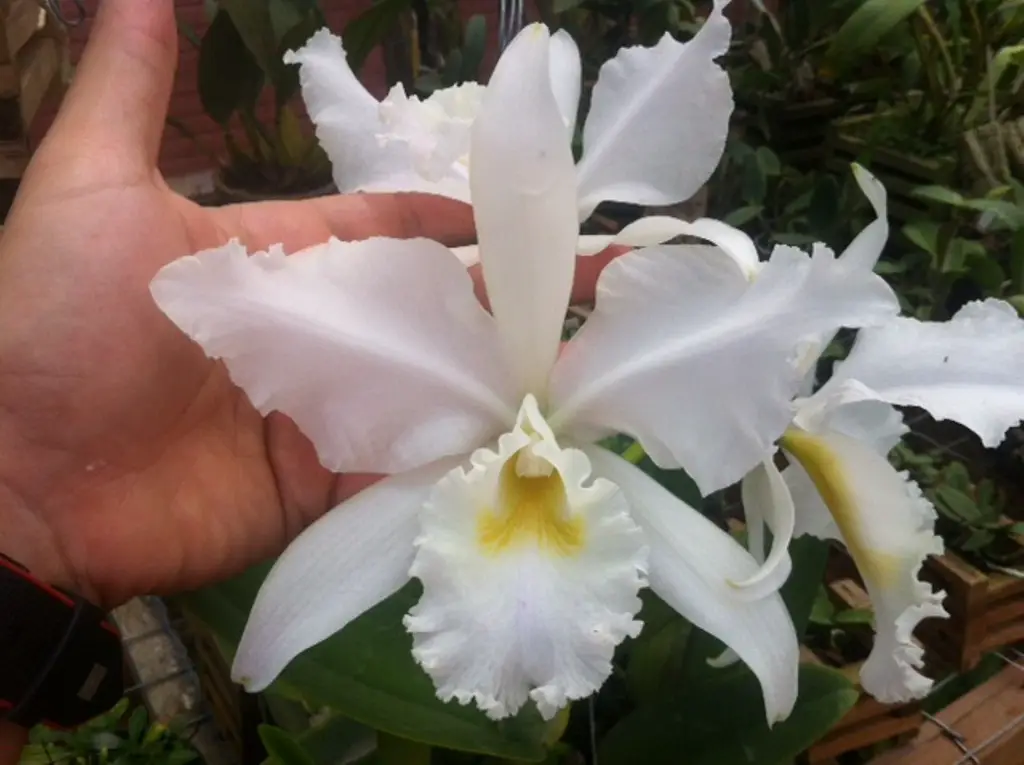 Cattleya warneri var.  alba