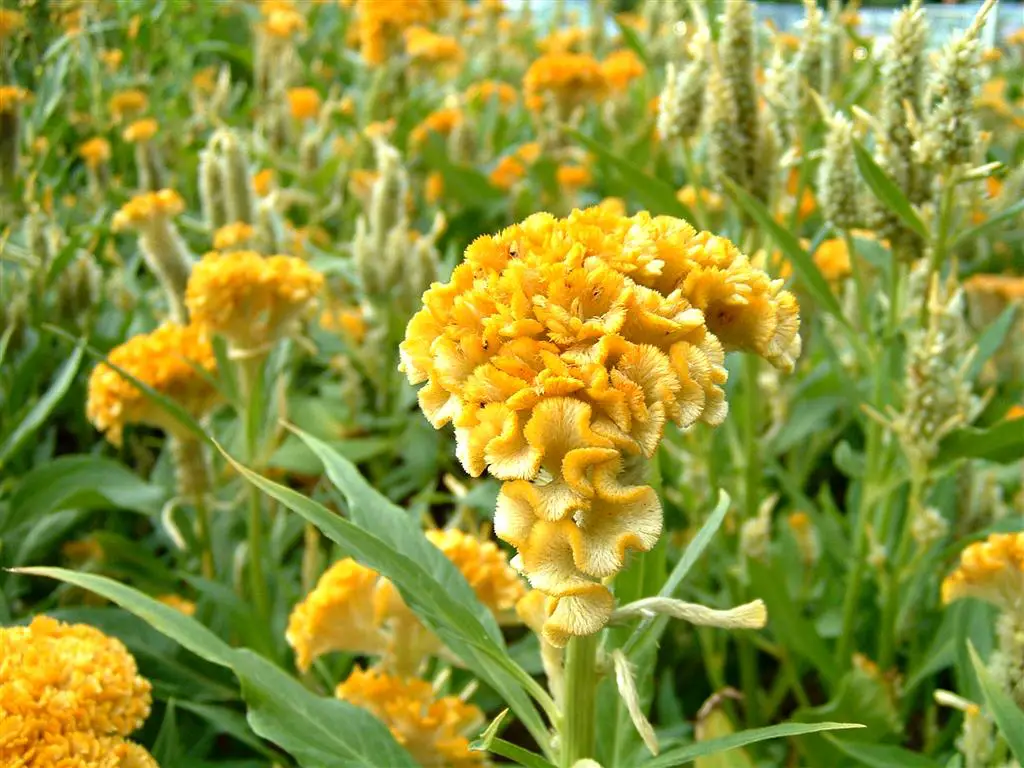 Cristal amarillo Celosia Cristal amarillo Celosia