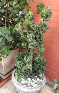 Características - cuidados - cultivo del Cactus Monstruoso (Cereus peruvianus var. Monstruosus)