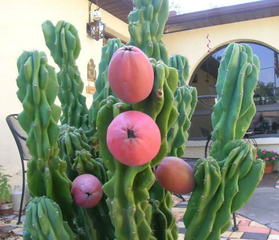 Cereus-repandus-f.-monstrosa
