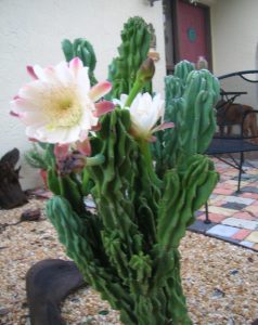 aprende a hacer plántulas de cactus