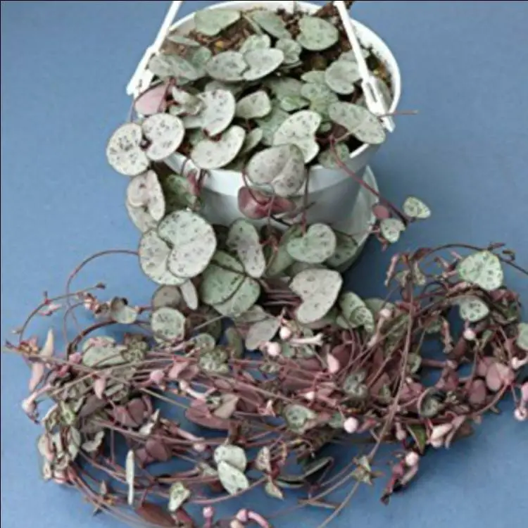 Ceropegia Linearis subsp.  Woodii