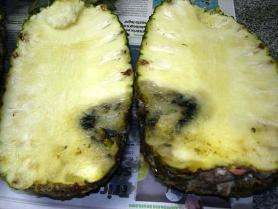 Chalara paradójico1