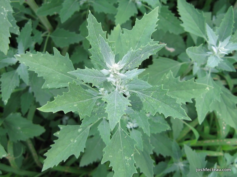Álbum de Chenopodium