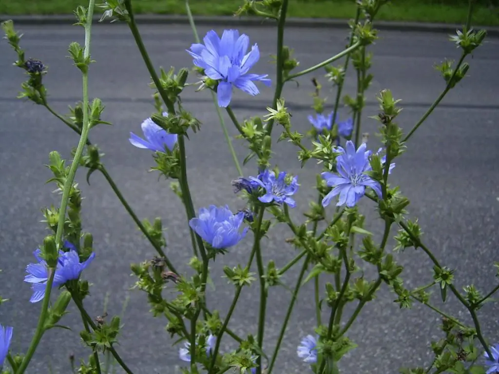 Cichorium Intybus