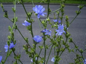 Características y cultivo de achicoria silvestre (Cichorium intybus)