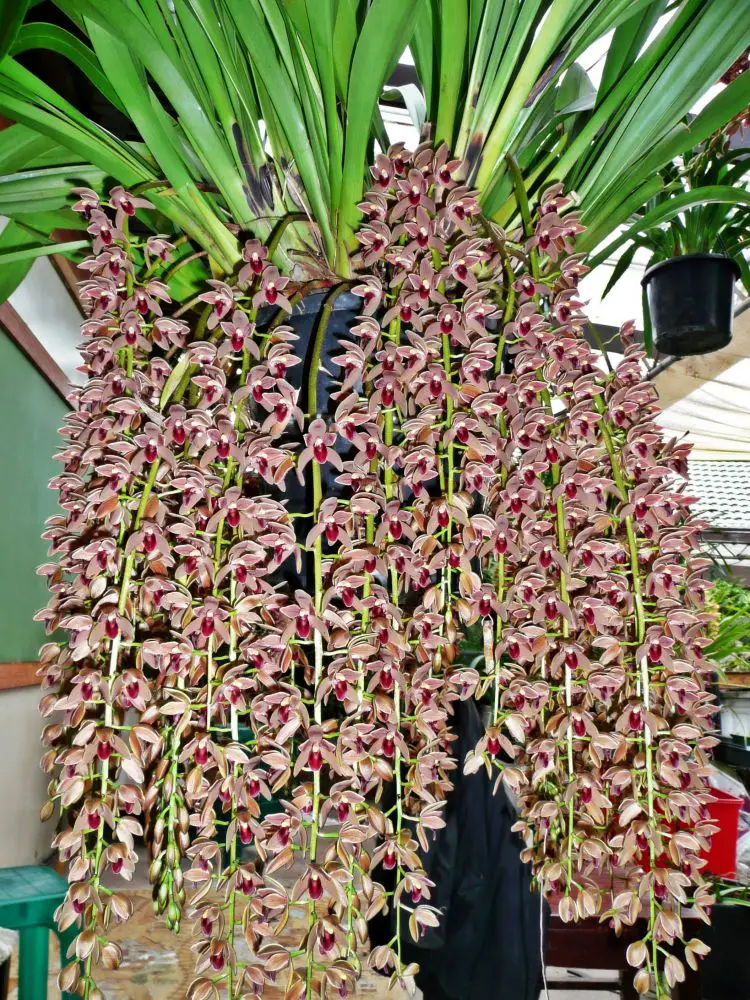 pendiente cimbidio-1