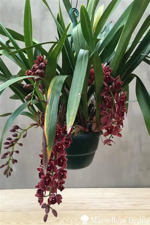 pendiente de cimbide