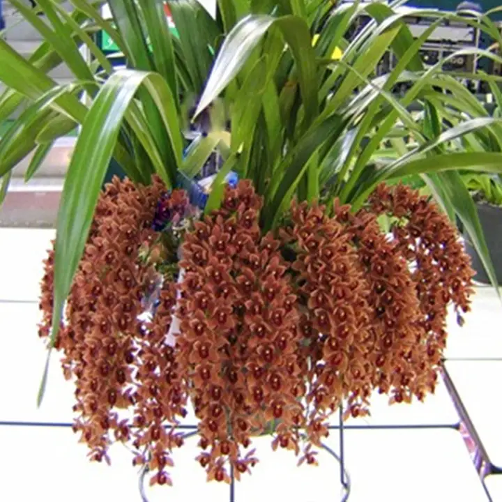 pendiente cimbidio_1