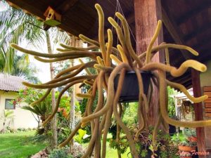 Cuidado del cactus cola de gato (Cleistocactus winteri)