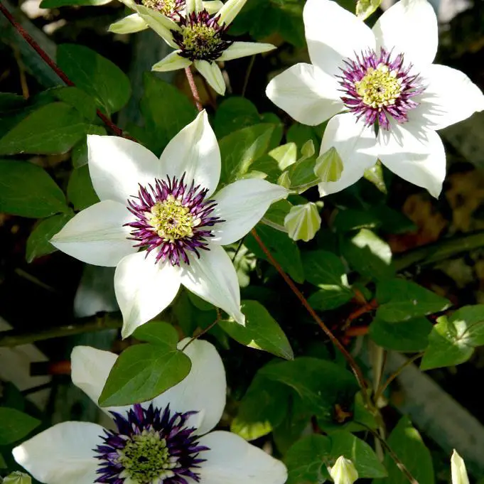 Clematis-1