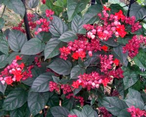 Características y cultivo de Blood-heart (Clerodendron x speciosum)