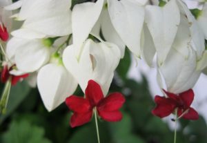 Características y cultivo de la Lágrima de Cristo (Clerodendrum thomsonae)