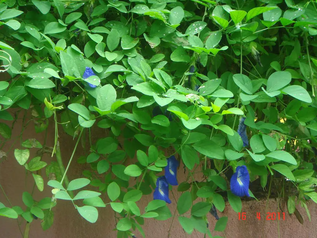 Clitoria ternatea L. 