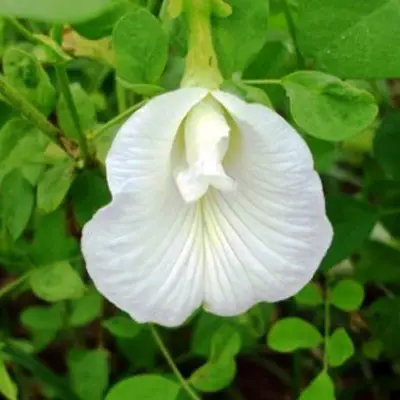 Clitoria ternatea blanco L.