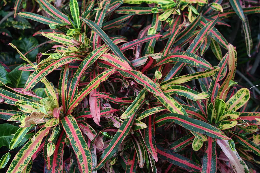 Codiaeum variegatum "Campana de oro"