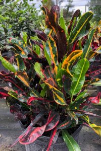 Cómo hacer plántulas de croton brasileño (Codiaeum variegatum)