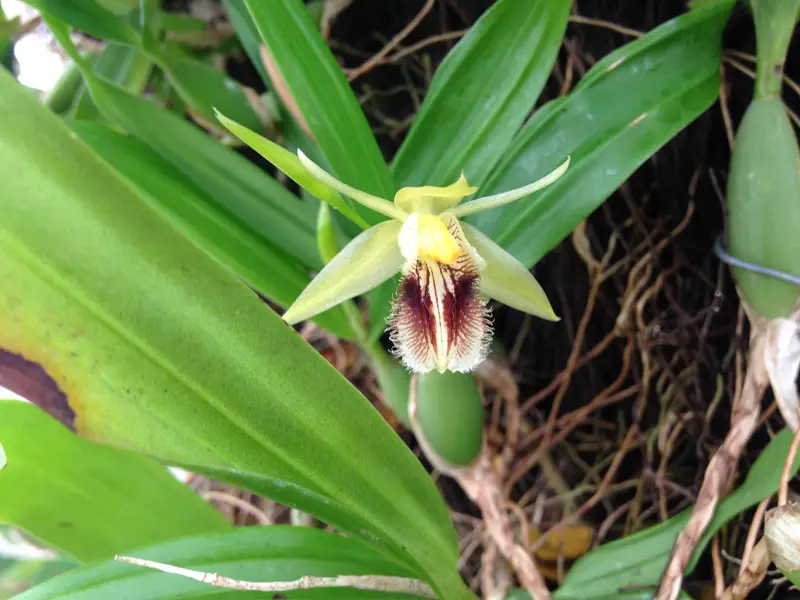 Coelogyne-fimbrata-03