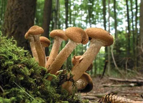 Hongo de miel (Armillaria ostoyae)