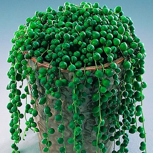 Cómo cuidar un collar de perlas suculentas (Senecio Rowleyanus)