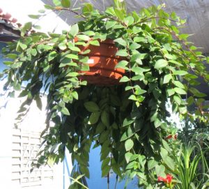 Aprende a cuidar la Columéia (Columnea Microphylla)