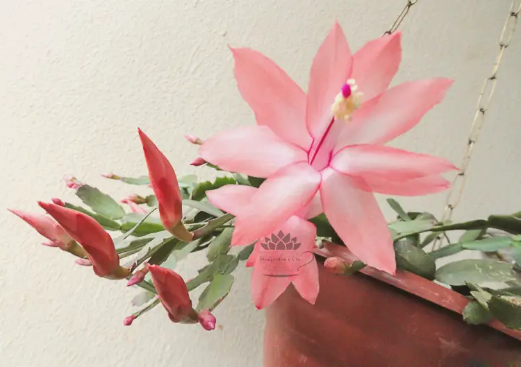 Flor de mayo Flor de mayo