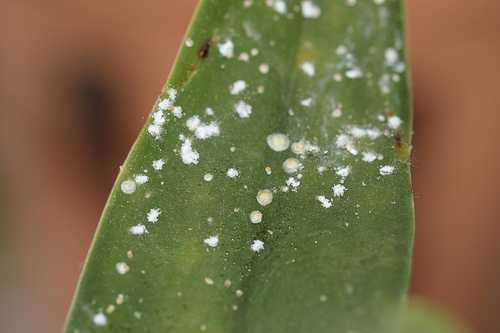 Conchnilhas Conchnilhas