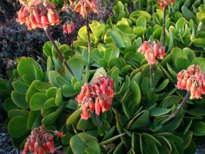 Características y cultivo del Bálsamo (Cotyledon orbiculata L.): Hierba aromática y ornamental